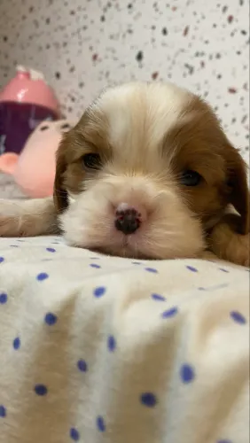 Cavalier filhotes pedigree cbkc