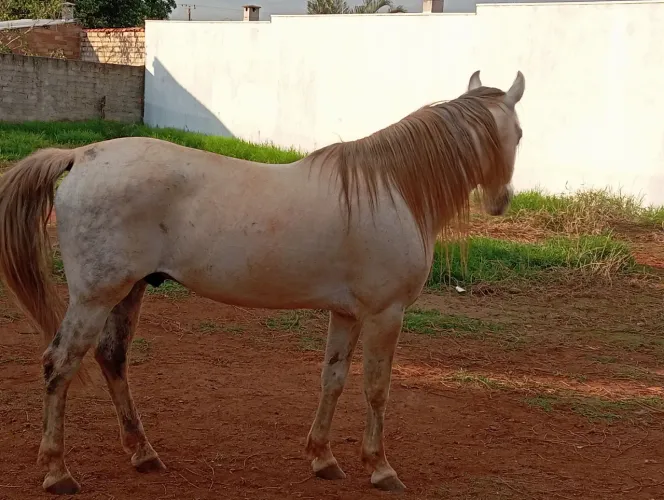 Vendo cavalo top capão bom de rédia bom de sela