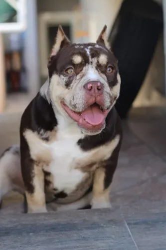 American bully exotic