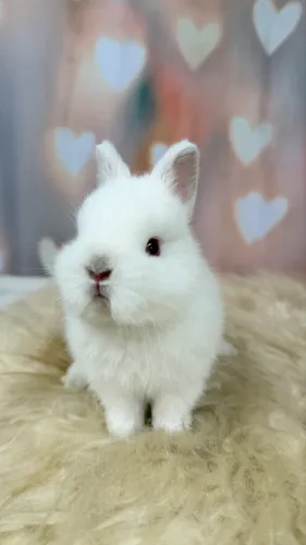 Coelho Netherland Dwarf EXCELENTE PADRÃO!