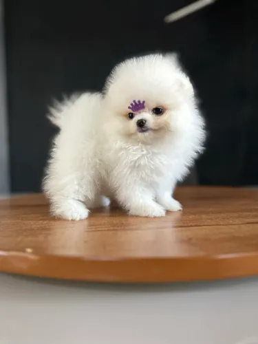 LULU DA POMERANIA ANÃO URSINHO!!!