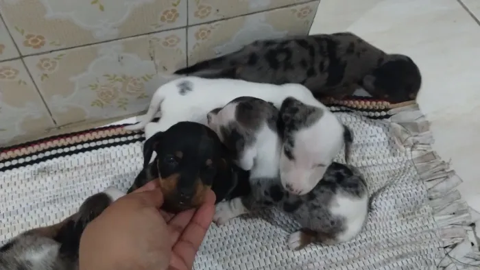 Vendo filhotes de dachshund 3 machos e 2 fêmeas, serão entregues com a primeira dose