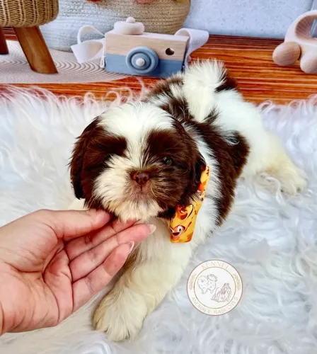 Machos de Shih tzu com pedigree 
