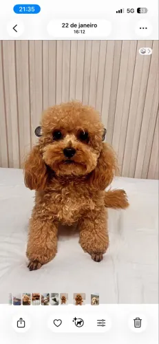 Lindos Poodles Toy Red (machinhos) 