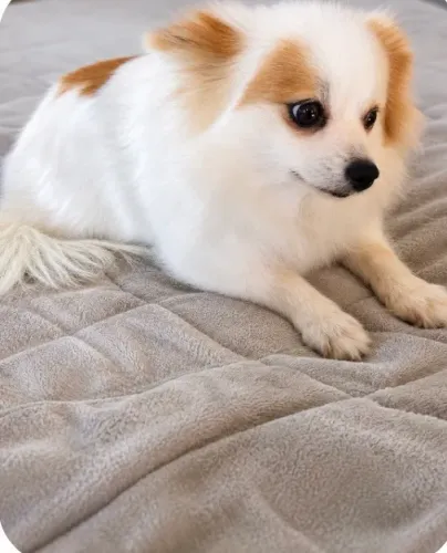 Lulu da pomerania fêmea