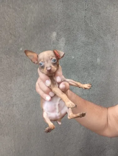Pinscher pequeno e encantador - fale comigo no WhatsApp