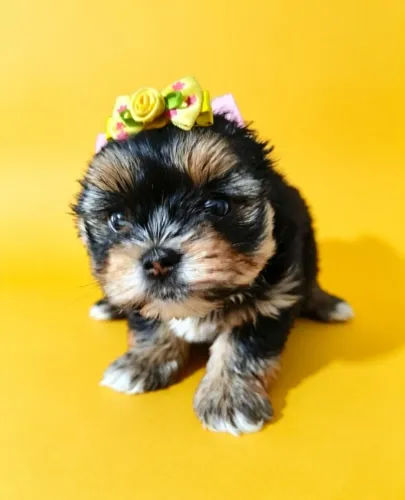 Pequena Yorkshire de Olhinhos Brilhantes