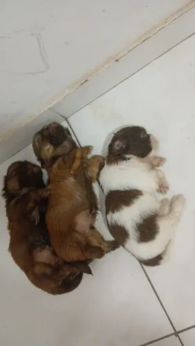 Filhotes de Shihtzu