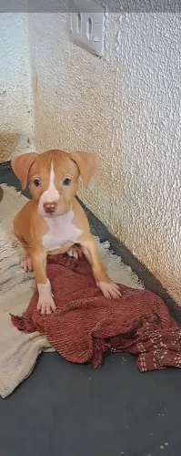 Vende-se filhote de Pitbull ( Fêmea )