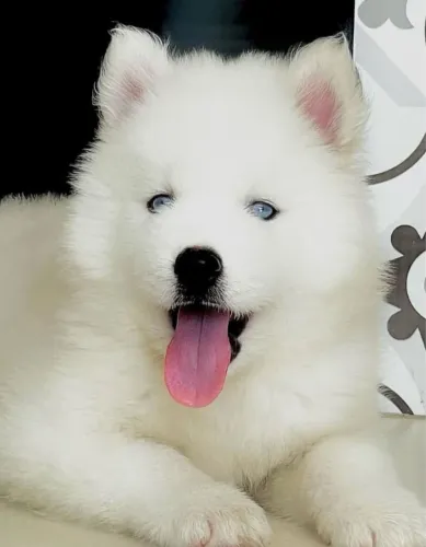 Husky siberiano