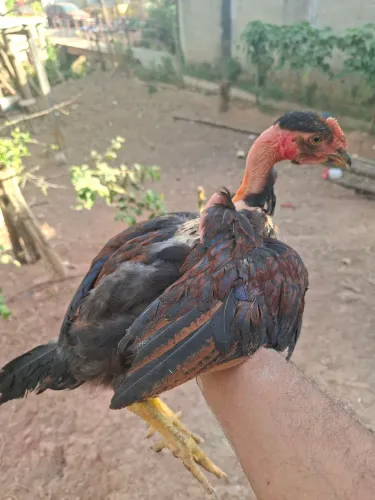 Frangos polacos e pesadão caipira