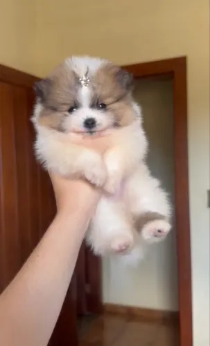 Lulu da pomerania anã fêmea estilo ursinho c/ pedigree 