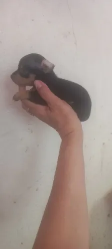 Menino