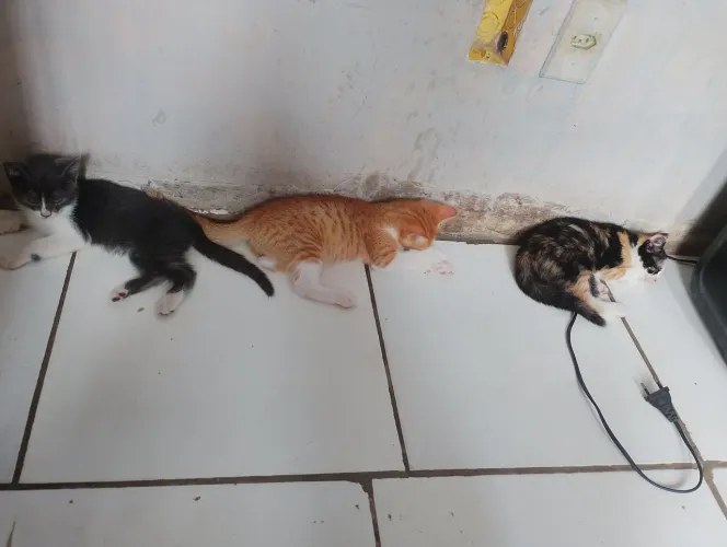GATOS PRA ADOÇÃO 