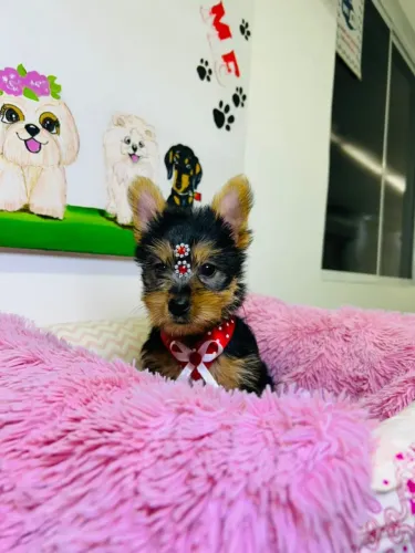 Filhotes de Yorkshire com garantia, procedência e acompanhamento veterinário.