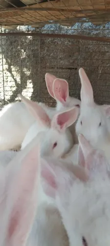 Filhotes de coelhos gigante Nova Zelândia com Botucatu