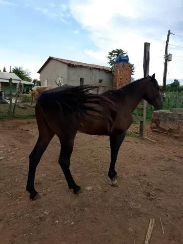 Cavalo de esteira a venda 