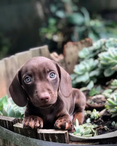 Filhote de salsichas de basset dachshund 