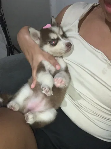 Husky siberiano fêmea