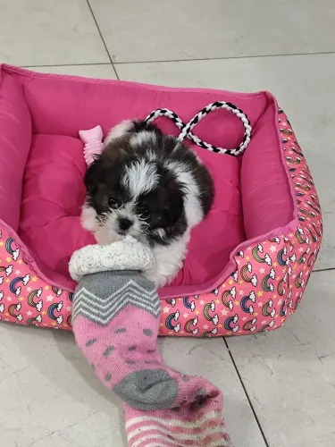 Shitzu fêmea 3 meses