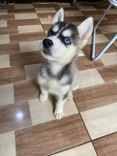 FILHOTE DE HUSKY SIBERIANO FÊMEA