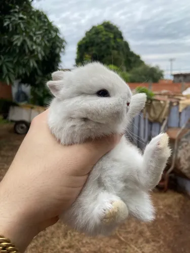Coelho anão netherland dwarf fêmea 