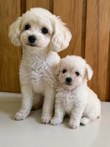 Poodle micro toy macho
