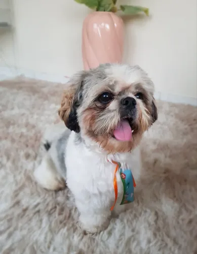 Shih tzu disponível para cruzar.