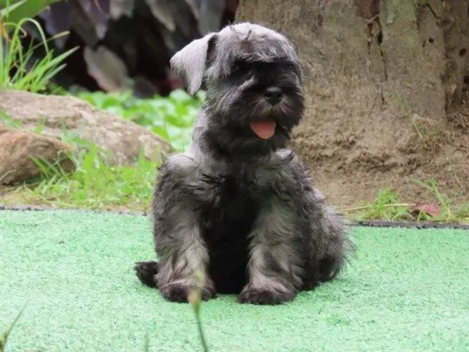 Schnauzer Miniatura CHIP 37042 FÊMEA Tajj Mahall lindíssima sal e pimenta Curitiba 
