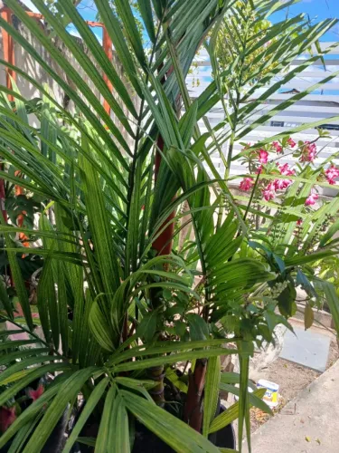 Palmeira do Tronco Laranja com Mudinhas