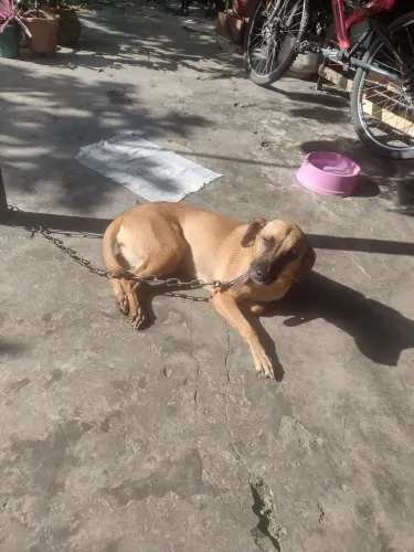 Caramelo Linda e Companheira Procura um Lar Amoroso! (Doação Responsável)