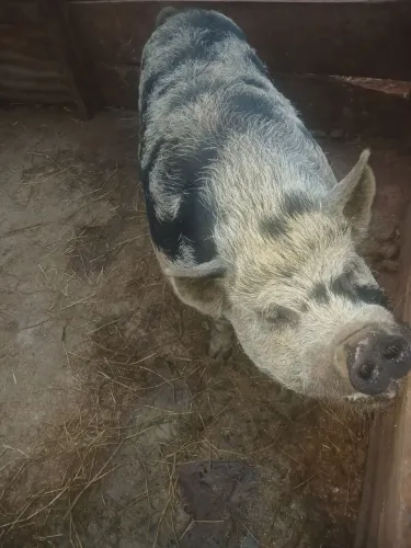 Cachaço caruncho 