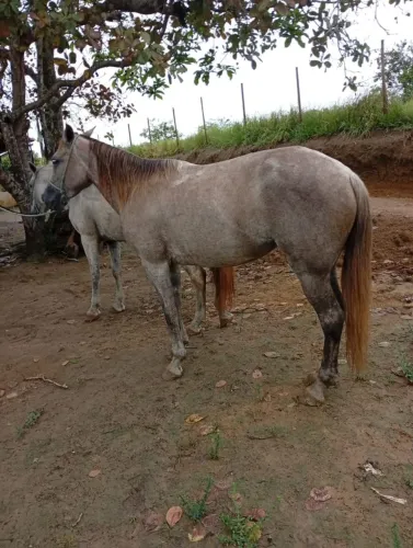 Égua e selim completo 