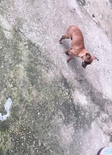 Vendo Pinscher