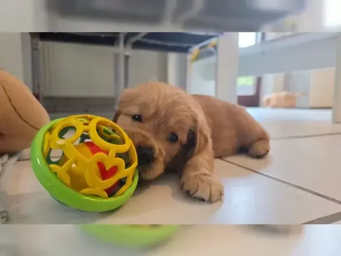 Cachorro filhote Golden Retriever pelagem bonita e temperamento dócil