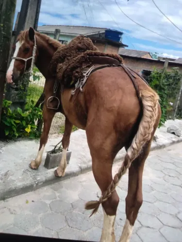 Tenho cavalo pós não tenho mas tempo pra cuidar dele pra qualquer pessoa andar tem 7 anos