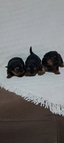 Lindos filhotes Yorkshire Terrier