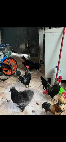 DOA SE GALO POLONÊS E DUAS GALINHAS