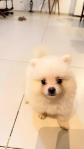 Spitz alemão macho 