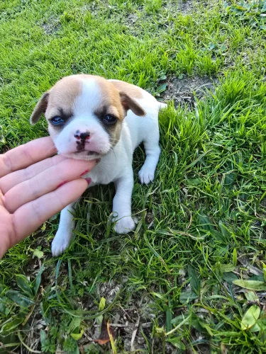 Chihuahua pelo curto machinho 