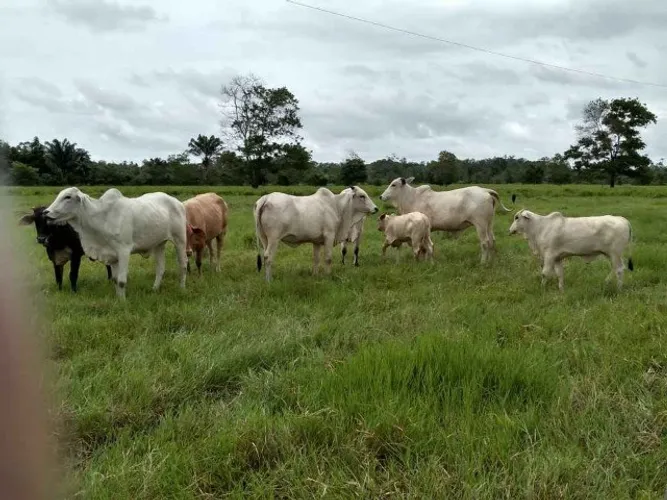 R$2.5 milhões de reais fazenda a 80 km de Castanhal 50 alqueires