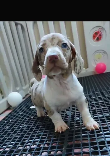 Daschund Teckel salsichinha os mais lindos 