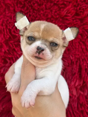 CHIHUAHUA fêmea! Cheia de carinho