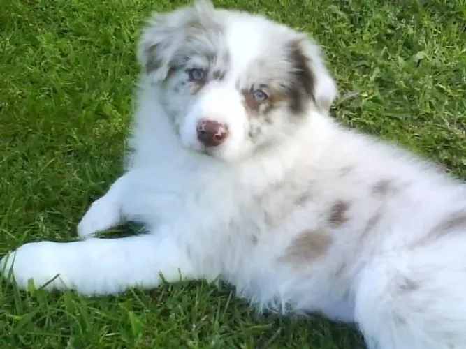 Border collie lilac Merle 