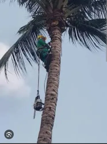 Remoção e podas de árvores