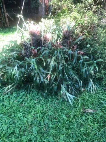 Planta de interior Samambaia - Chifre de Veado