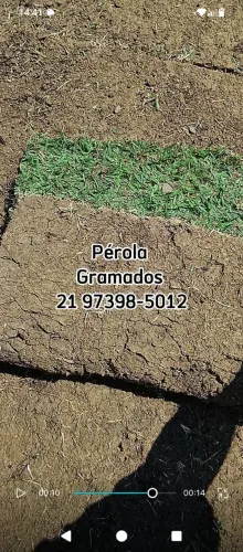 Grama Esmeralda Natural, Plantio de Grama, Manutenção em Gramados e jardins!