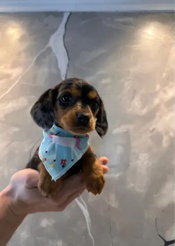 Filhote de linguicinha lindo 