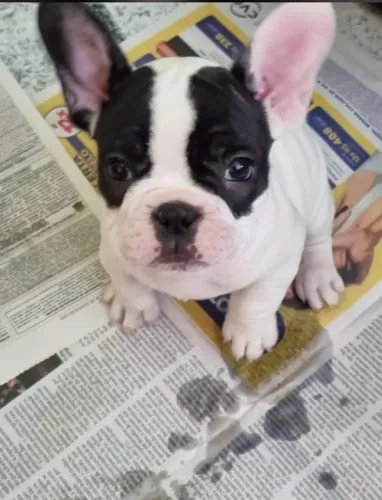 Bulldog Frances Chamar whats *