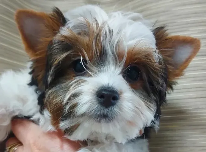 Seu filhote Biewer Yorkshire Terrier com todo suporte e qualidade!